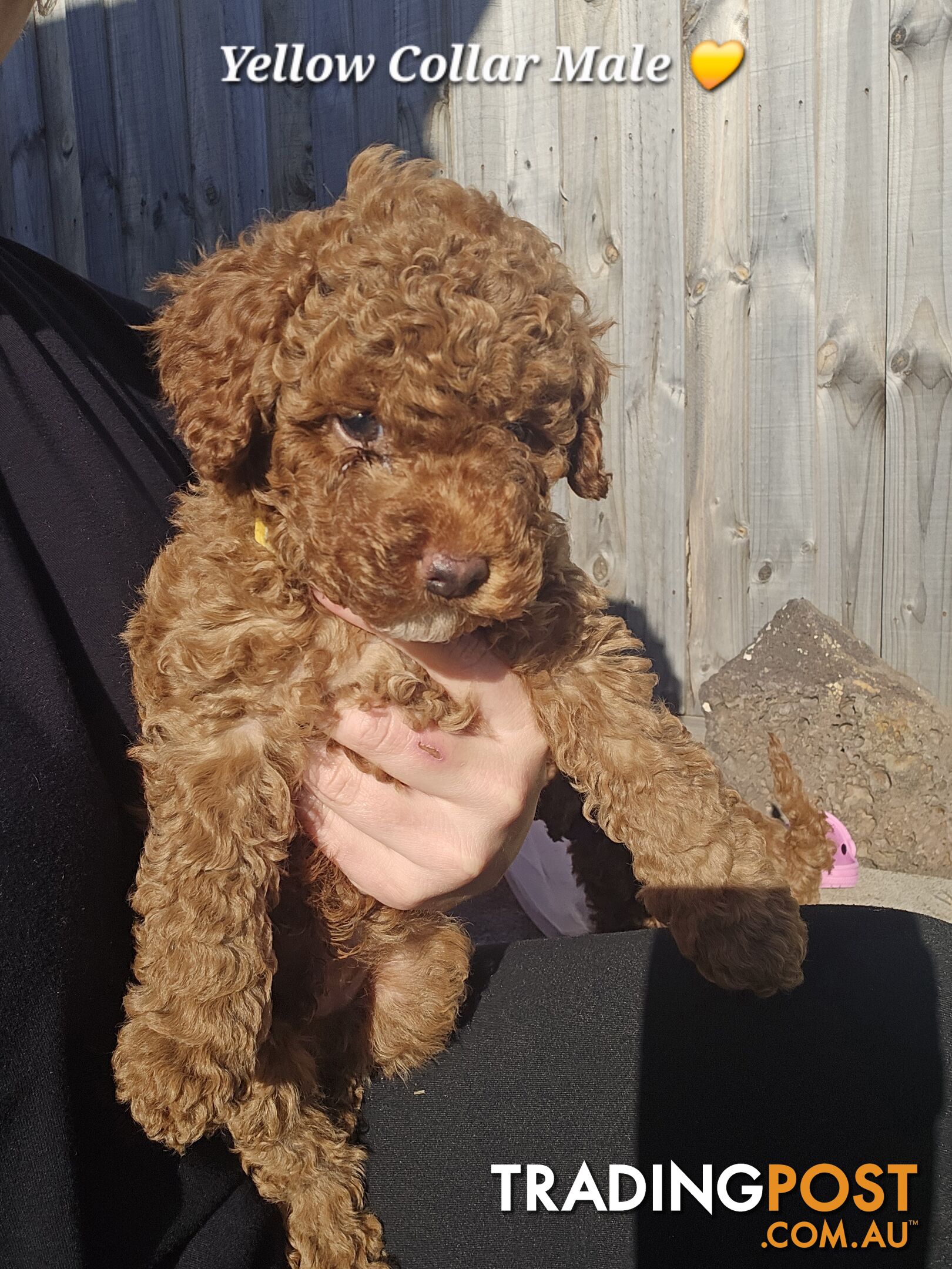 2 Male Pure Bred Toy Poodle Pups READY NOW