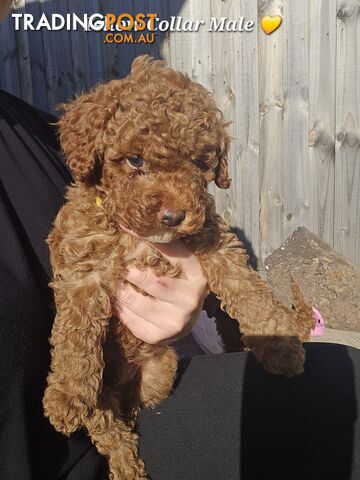 2 Male Pure Bred Toy Poodle Pups READY NOW