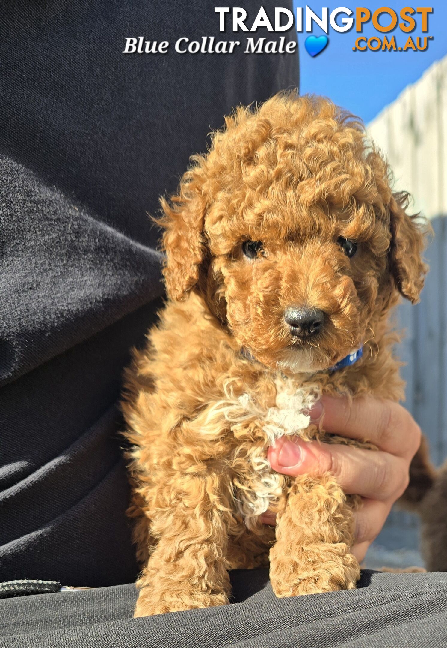 2 Male Pure Bred Toy Poodle Pups READY NOW