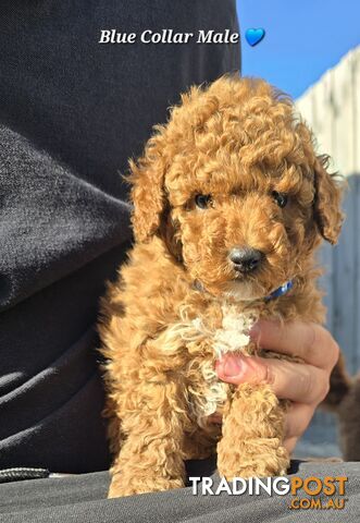 2 Male Pure Bred Toy Poodle Pups READY NOW