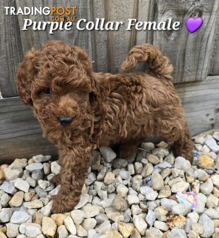 x3 Pure Bred Toy Poodle Pups READY NOW