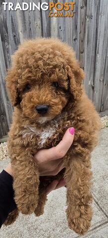 Last Male Purebred Toy Poodle Pup