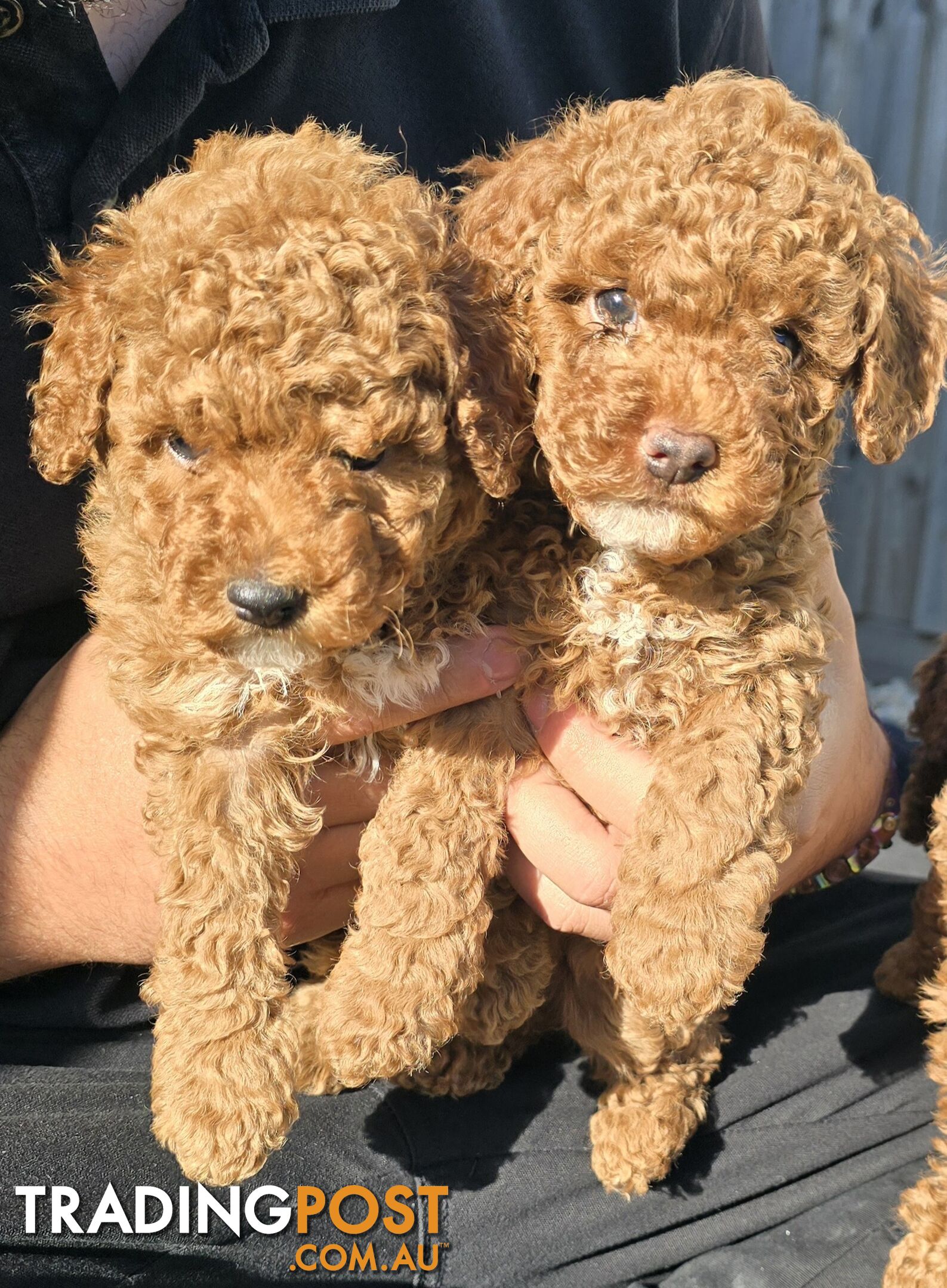 2 Male Pure Bred Toy Poodle Pups READY NOW