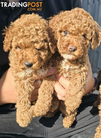 2 Male Pure Bred Toy Poodle Pups READY NOW