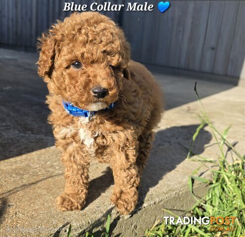 2 Male Pure Bred Toy Poodle Pups READY NOW