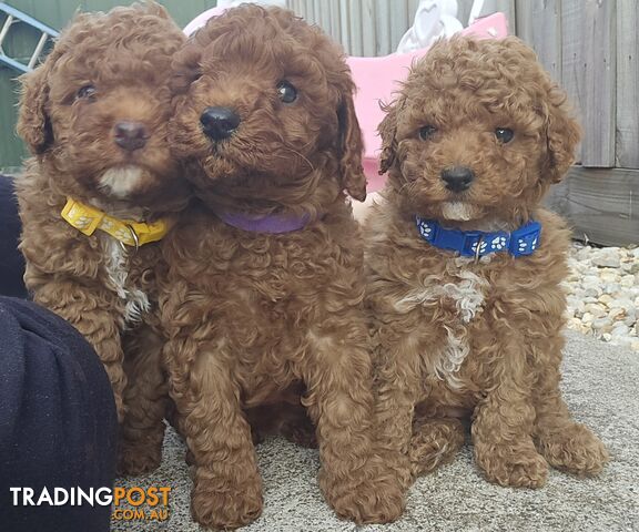 x3 Pure Bred Toy Poodle Pups