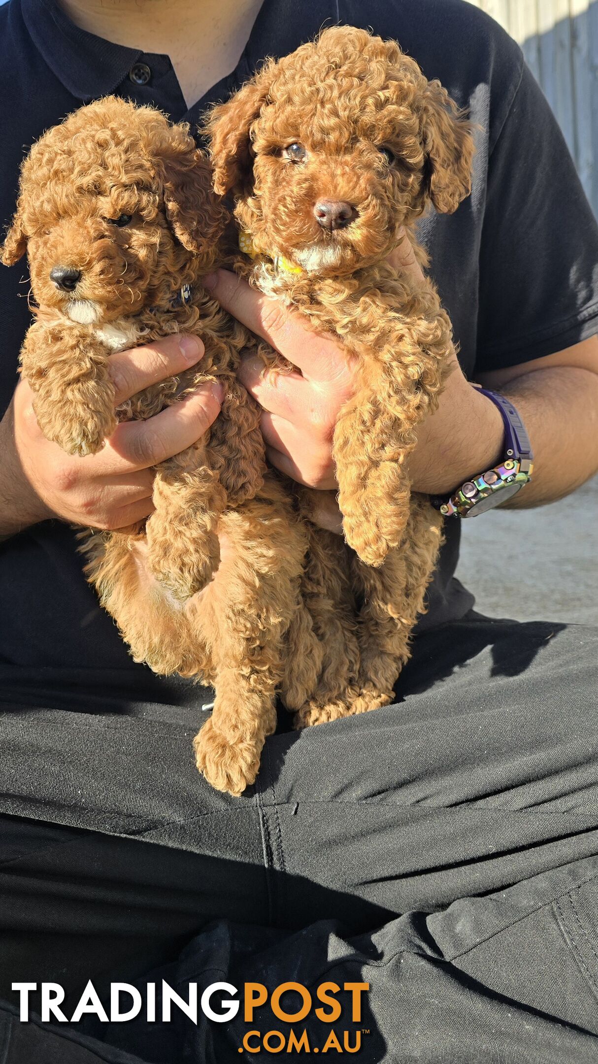 2 Male Pure Bred Toy Poodle Pups READY NOW