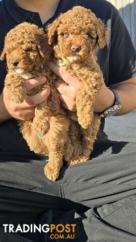 2 Male Pure Bred Toy Poodle Pups READY NOW