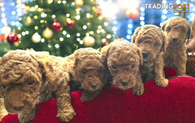 X4 Pure Bred Toy Poodle Pups