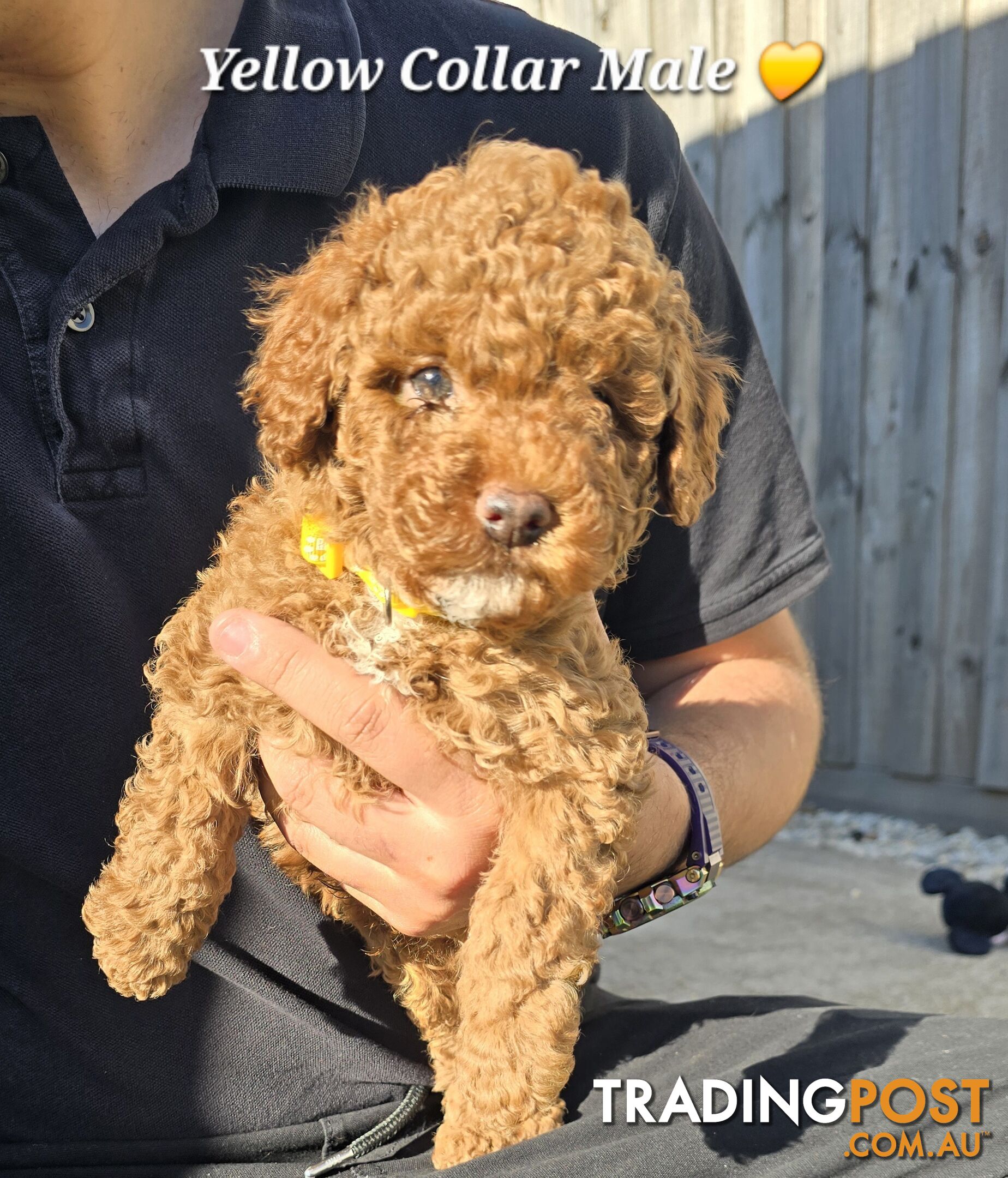 2 Male Pure Bred Toy Poodle Pups READY NOW