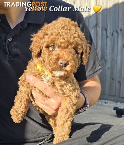 2 Male Pure Bred Toy Poodle Pups READY NOW