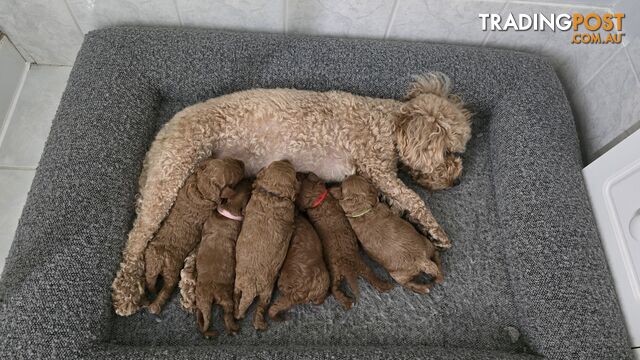 X6 Pure Bred Toy Poodle Pups