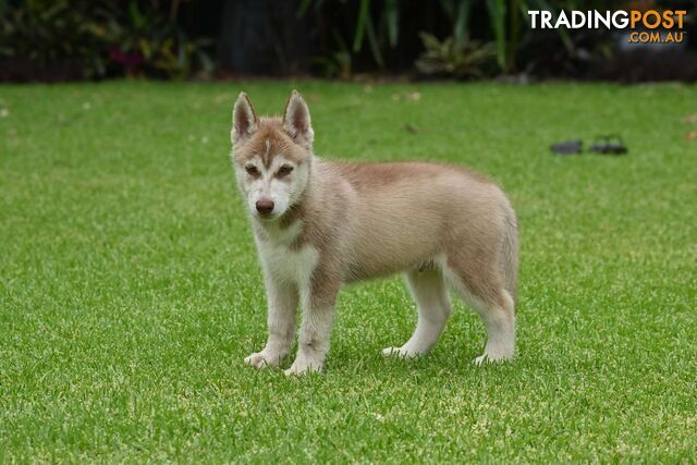 Siberian Husky Puppies - 3 Left!