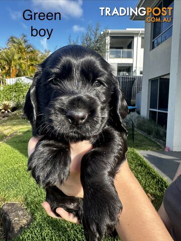 Purebred Cocker Spaniel Puppies