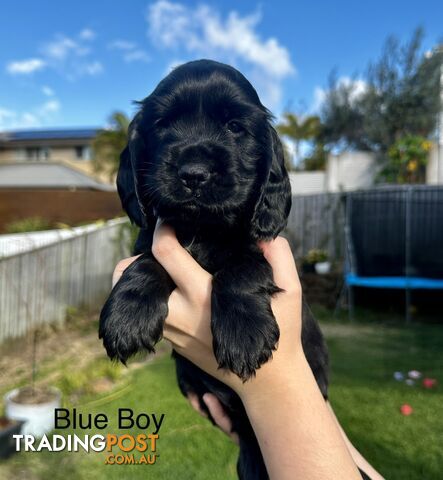 Purebred Cocker Spaniel Puppies