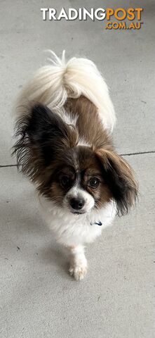 Beautiful Papillon male dog 8 year old