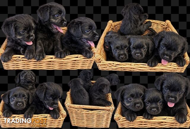 Pugapoos