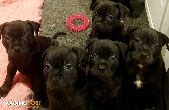 English Staffordshire Bull Terrier puppies