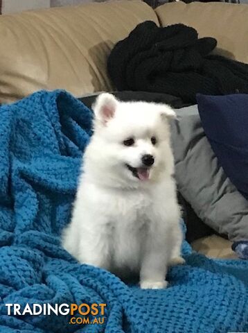 Last gorgeous purebred Japanese Spitz Puppy!!