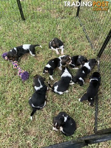 Purebred Basset Hound Puppies