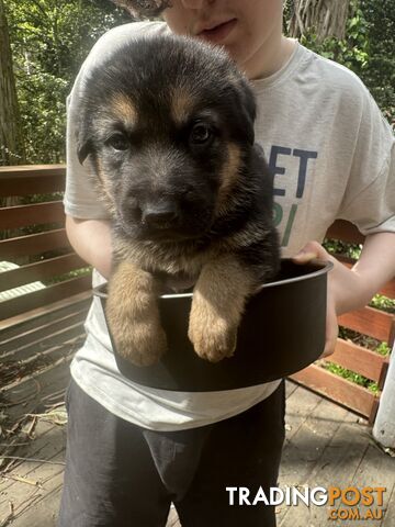 German Shepherd puppies pure bred