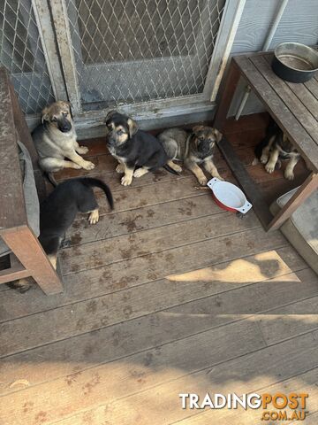 German Shepherd puppies pure bred