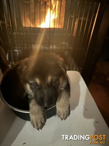 German Shepherd puppies pure bred