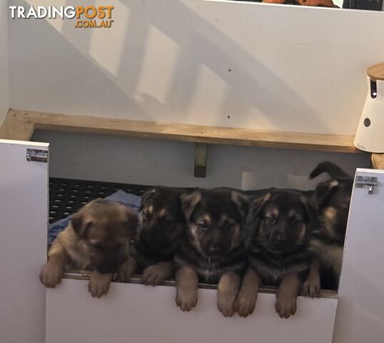 German Shepherd puppies pure bred