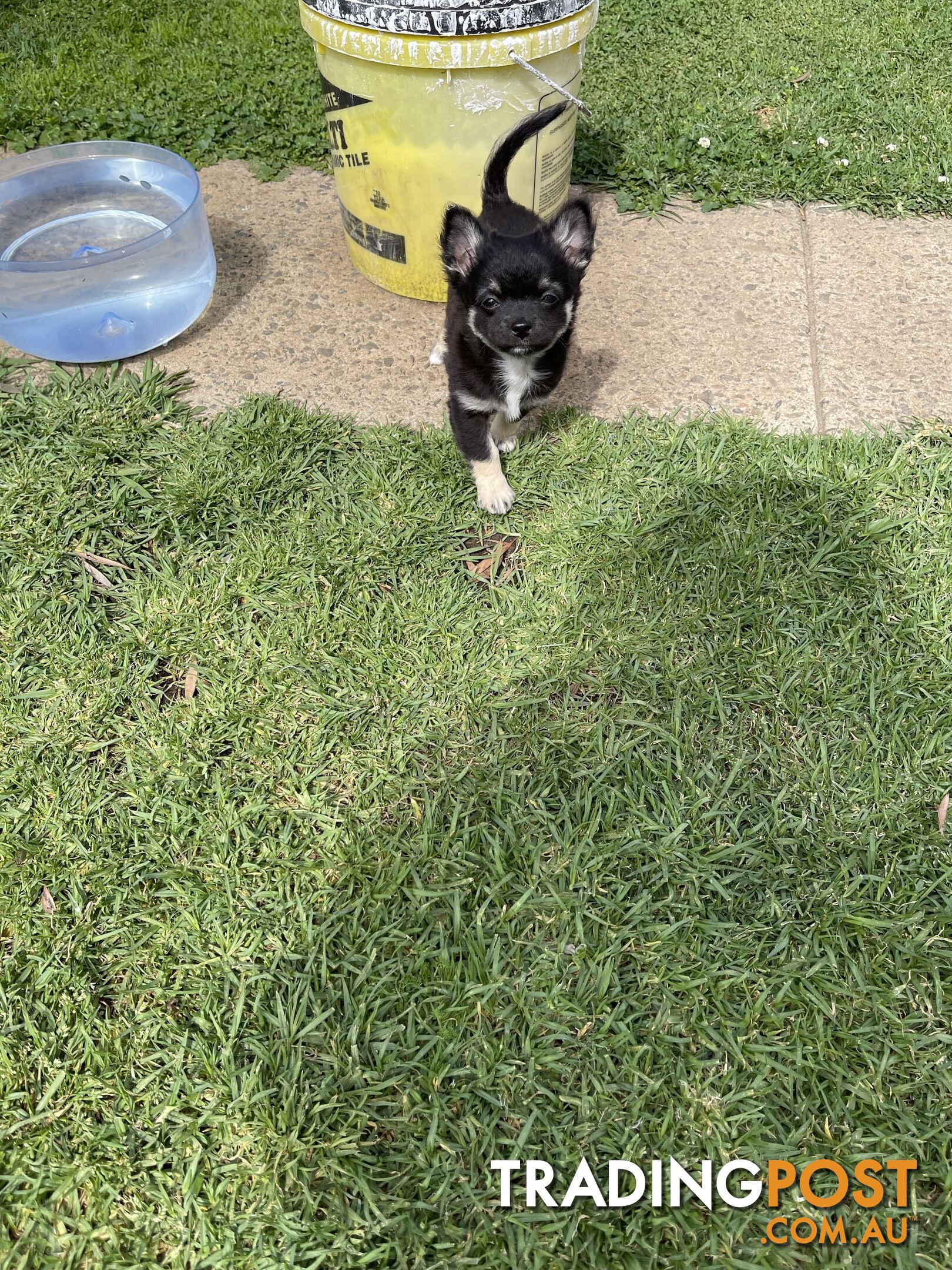 Chihuahua Puppies