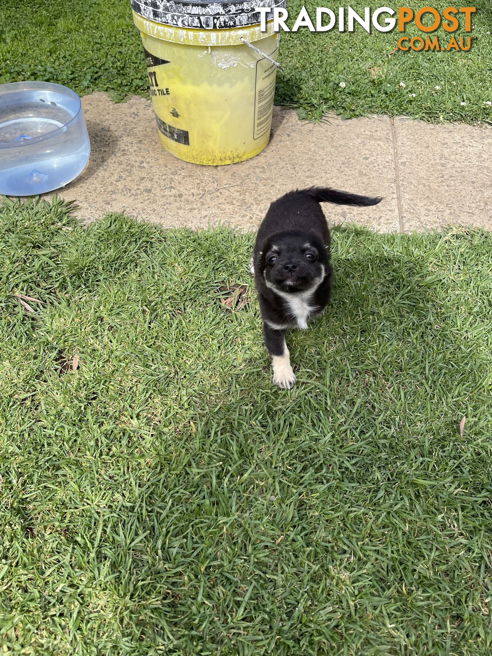 Chihuahua Puppies