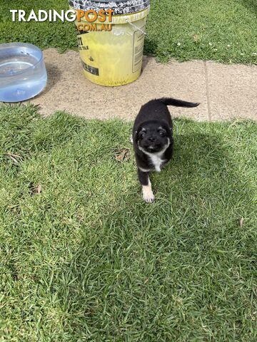 Chihuahua Puppies