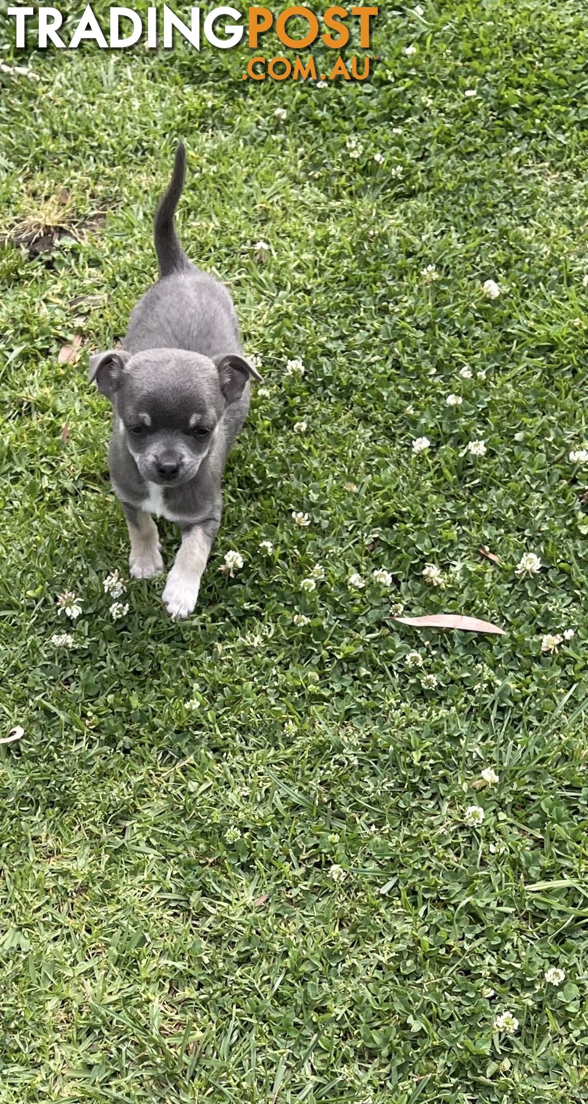 Chihuahua Puppies