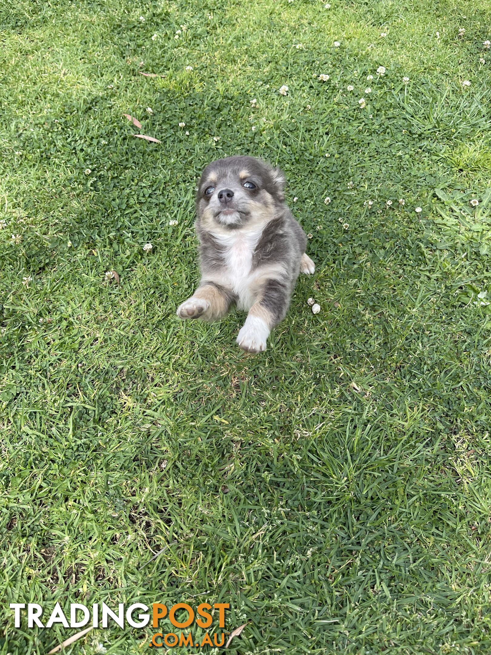 Chihuahua Puppies