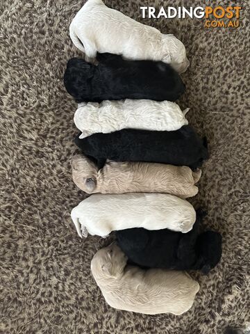 True F2 (2nd Generation) Groodle Puppies