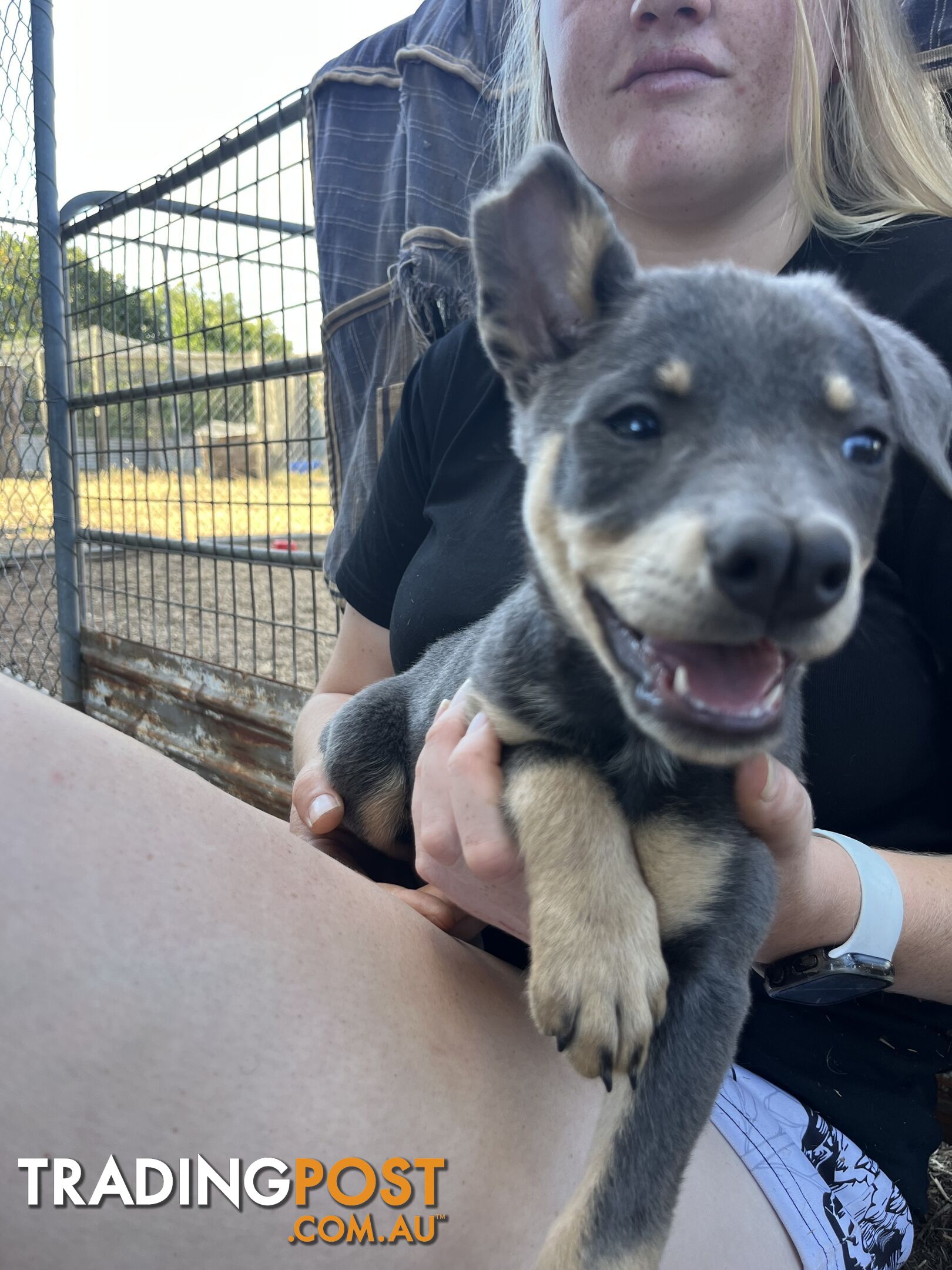 Kelpie Puppies