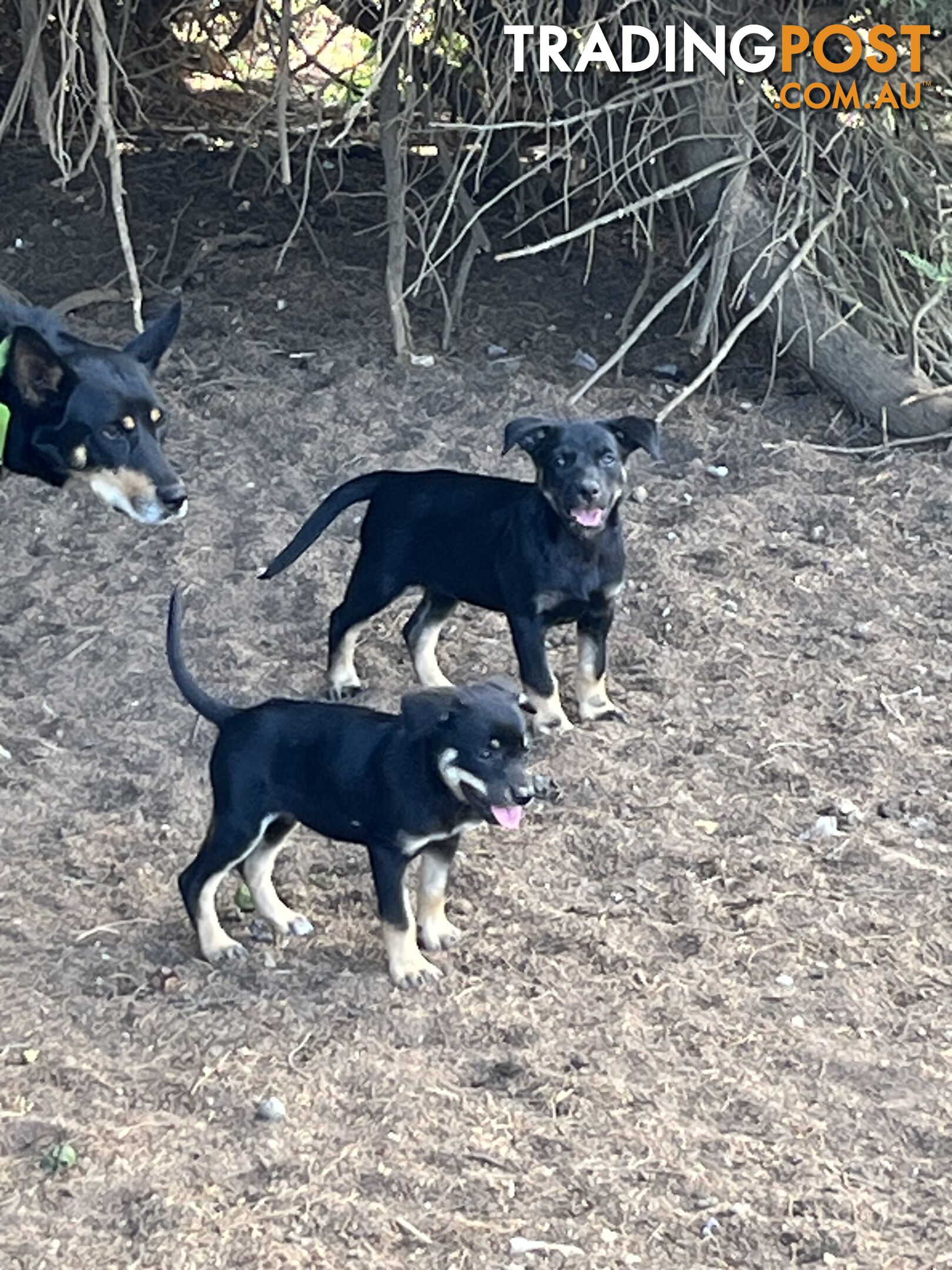 Kelpie Puppies