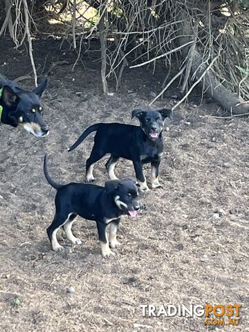 Kelpie Puppies