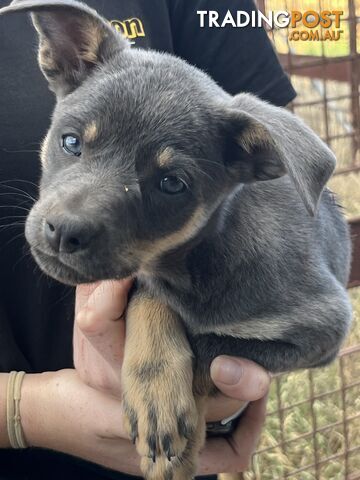 Kelpie Puppies