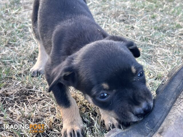 Kelpie Puppies