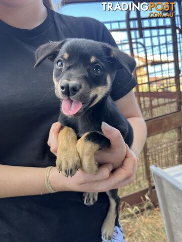 Kelpie Puppies