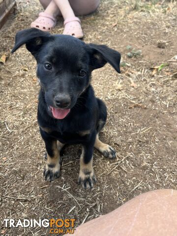 Kelpie Puppies