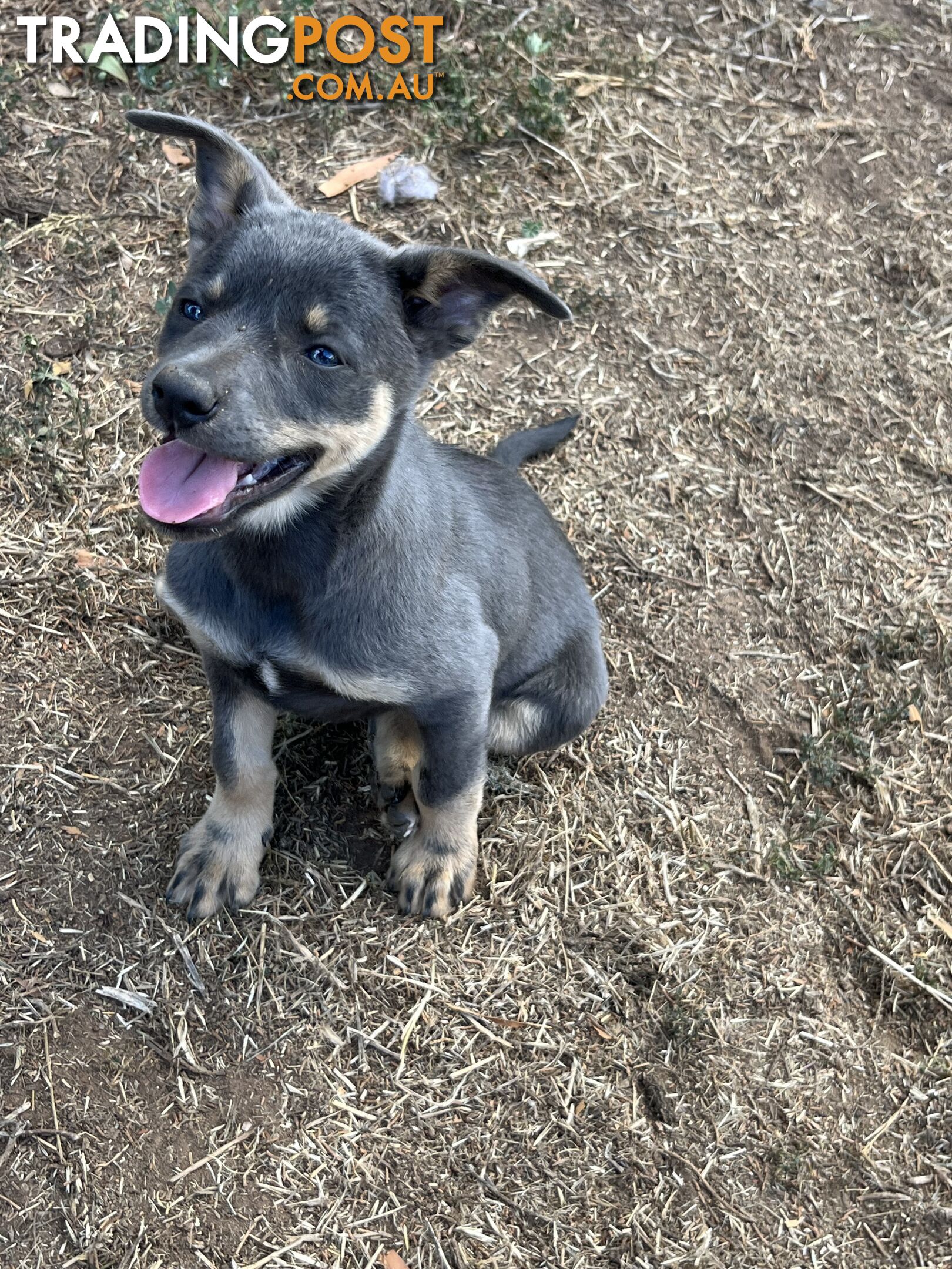 Kelpie Puppies