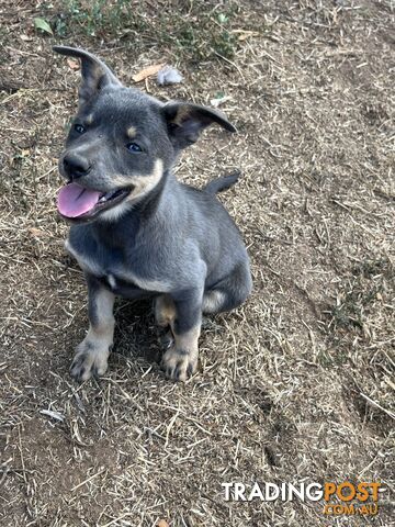 Kelpie Puppies