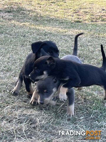 Kelpie Puppies