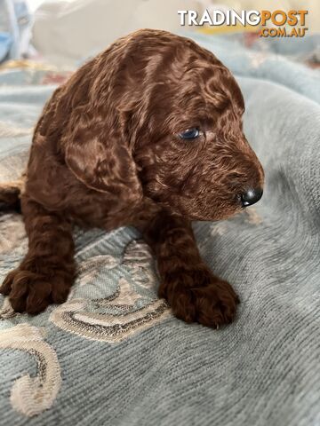 Purebred Standard Poodle puppies [Chocolate Red]