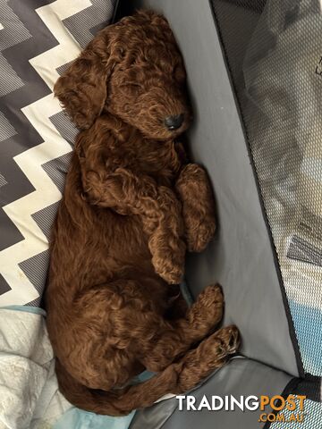 Purebred Standard Poodle puppies [Chocolate Red]