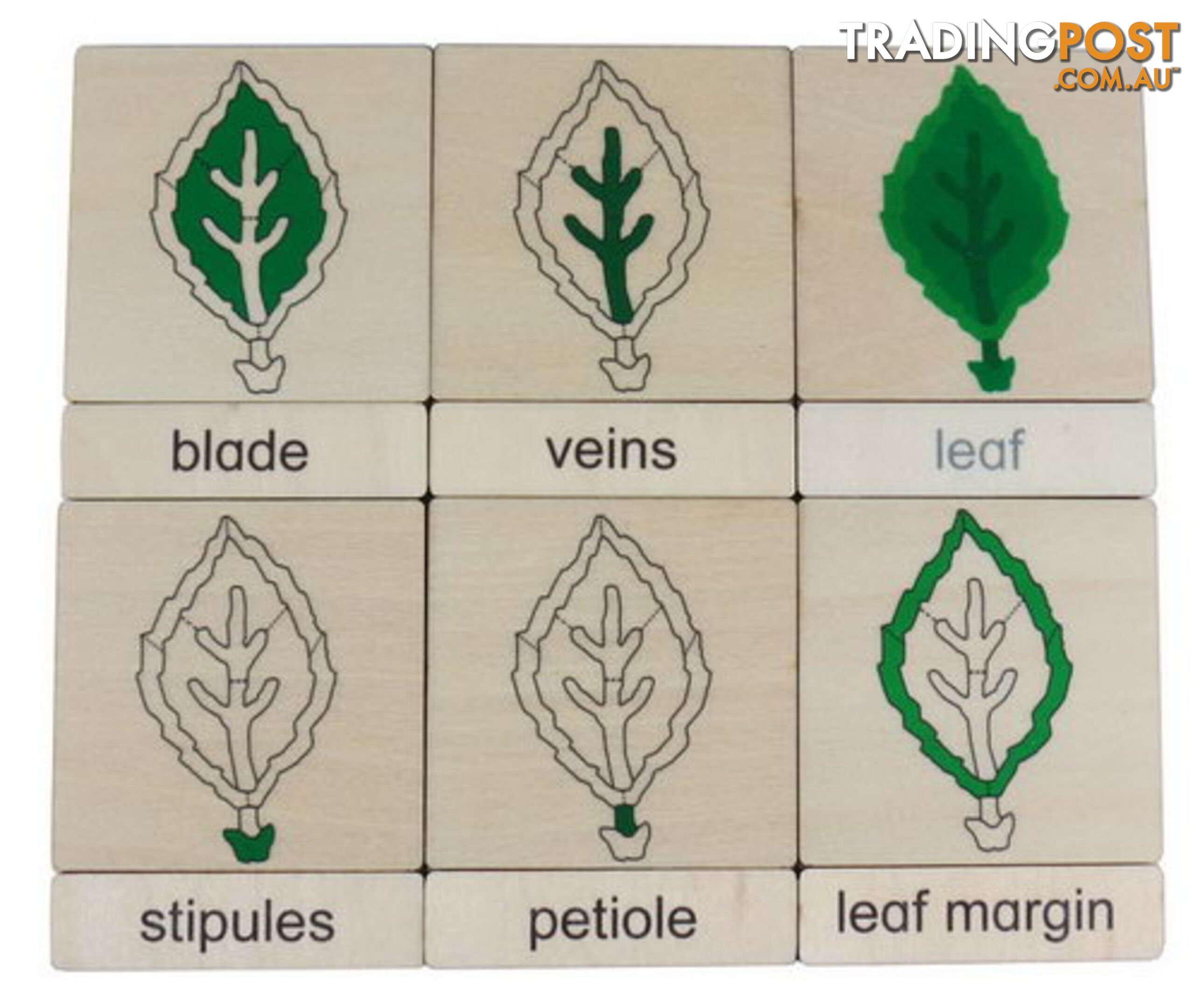 Classification 3 Part Timber Cards - Leaf Parts - LA46422.406422