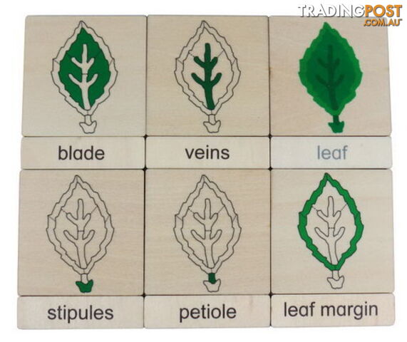 Classification 3 Part Timber Cards - Leaf Parts - LA46422.406422