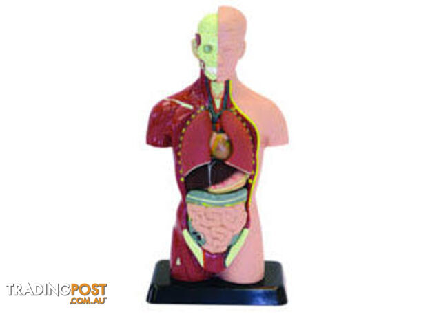 Human Anatomy Model - 8pcs - ETM0278