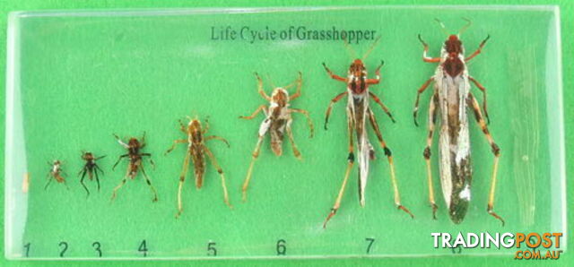 Specimen Block - Life Cycle of a Grasshopper - SC009